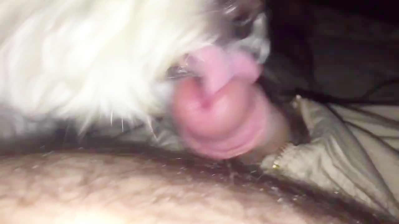 Perro chupa polla